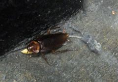 Periplaneta americana