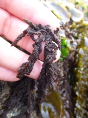 Callithamnion pikeanum