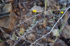 Lessingia tenuis