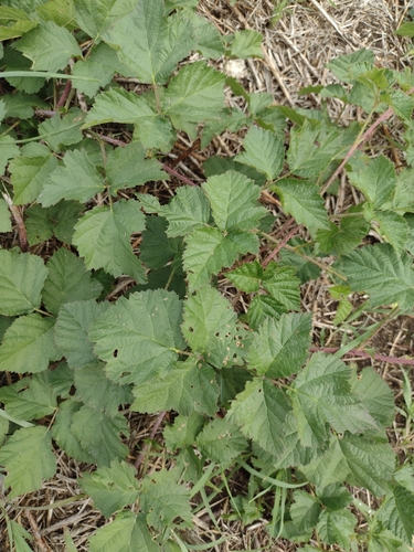 European dewberry
