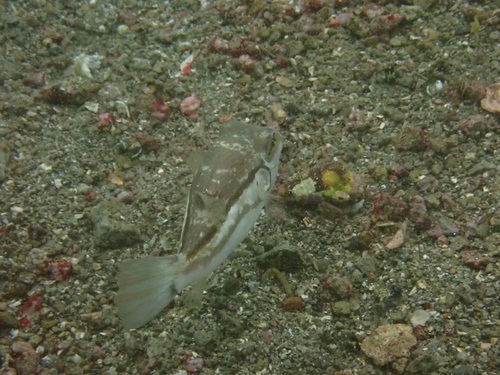 Canthigaster rivulata observed 2026-10-14