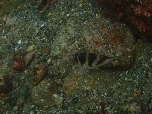 Canthigaster axiologus observed 2026-10-14