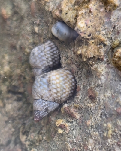 Echinolittorina punctata observed 2026-10-14