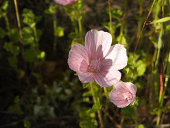 Malva hispanica