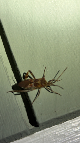 Western Conifer Seed Bug