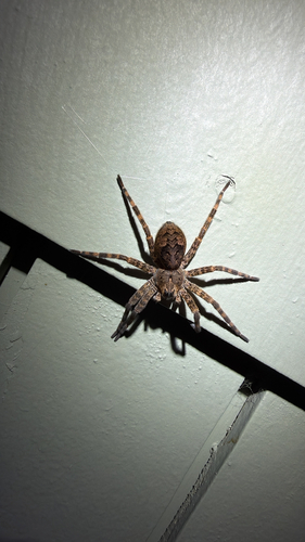 Dark Fishing Spider