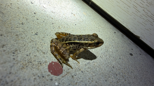 Pickerel Frog