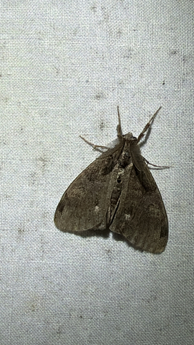 White-marked Tussock Moth