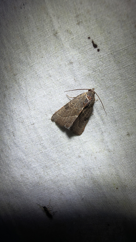 Wedgling Moth