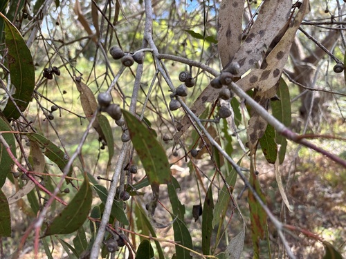 Eucalyptus viminalis observed 2026-10-13