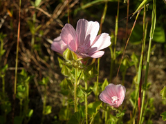 Malva hispanica