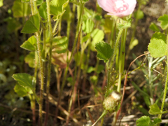 Malva hispanica