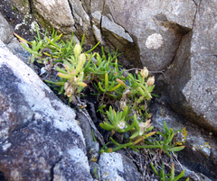 Spergularia tasmanica