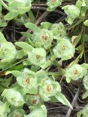 Psilocarphus tenellus