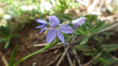 Veronica satureiifolia