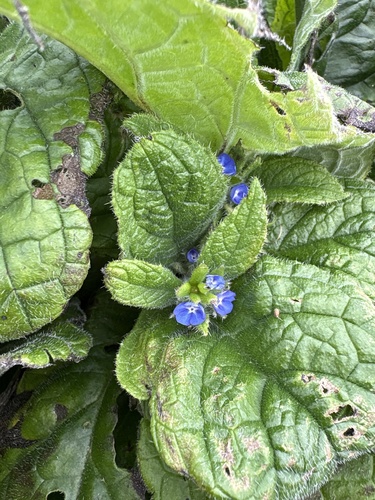 Green Alkanet