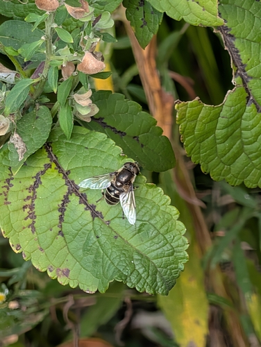 Black-shouldered Drone Fly