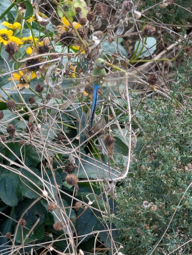 Common Green Darner