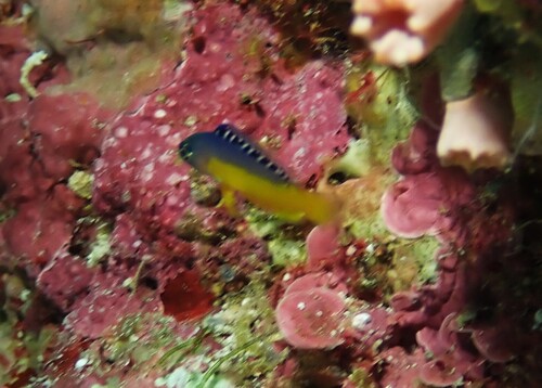 Pseudochromis observed 2026-10-14