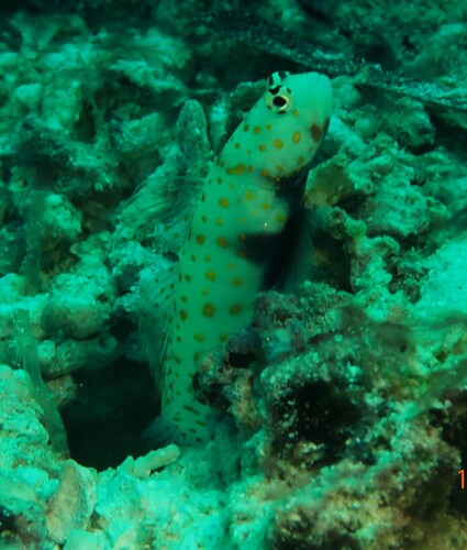 Amblyeleotris guttata observed 2026-10-14
