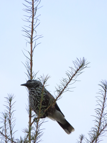 Northern Nutcracker