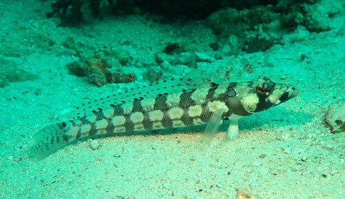 Parapercis tetracantha observed 2026-10-14