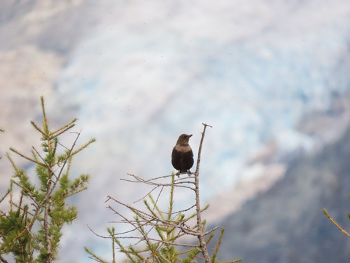 Ring Ouzel