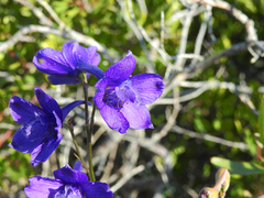 Delphinium pentagynum