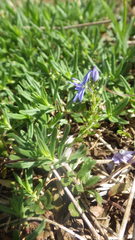 Veronica satureiifolia