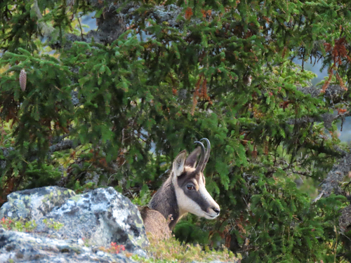 Northern Chamois