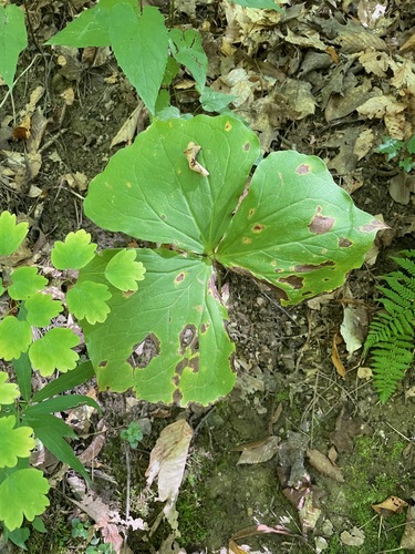 Trillium erectum, 2026-09-24