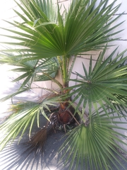 Washingtonia robusta