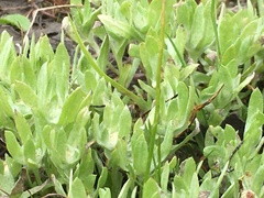 Psilocarphus tenellus