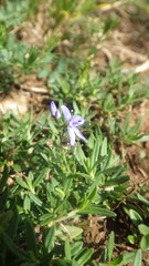 Veronica satureiifolia