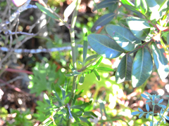 Delphinium pentagynum