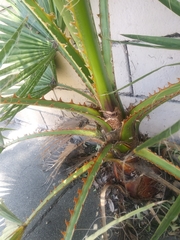 Washingtonia robusta