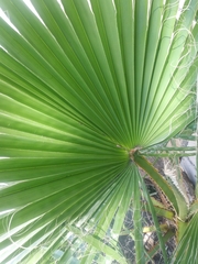 Washingtonia robusta