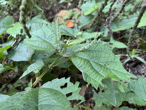 Boehmeria japonica observed 2026-10-14
