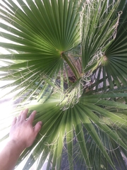 Washingtonia robusta