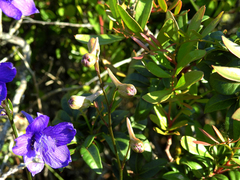 Delphinium pentagynum