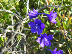 Delphinium pentagynum