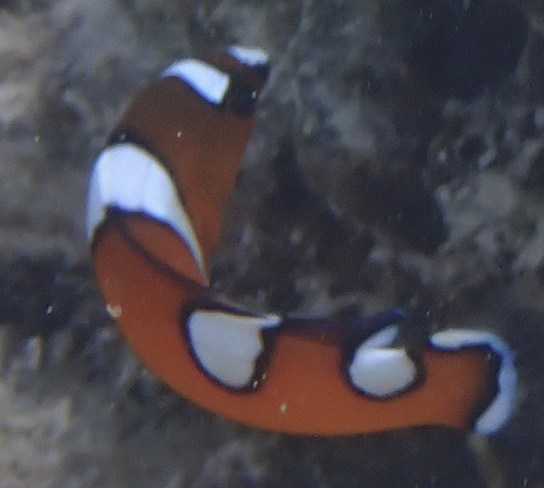 Coris formosa observed 2026-10-11