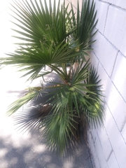 Washingtonia robusta