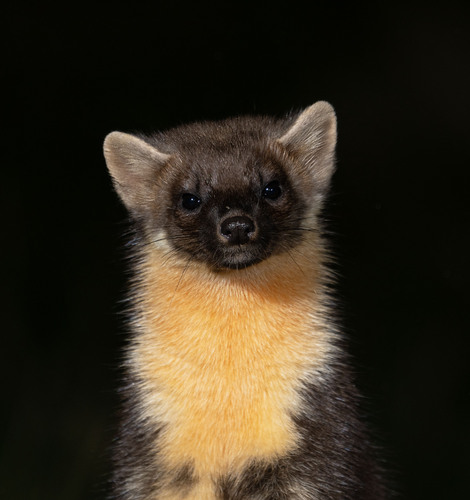 Eurasian Pine Marten, photo 10 of 10