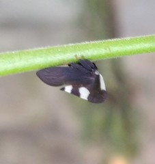 Membracis caquetensis