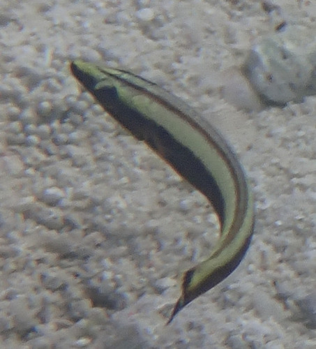 Hologymnosus observed 2026-10-11