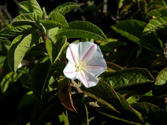 Convolvulus fernandesii