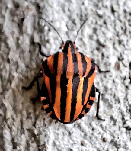 Continental Striped Shield Bug