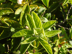 Convolvulus fernandesii