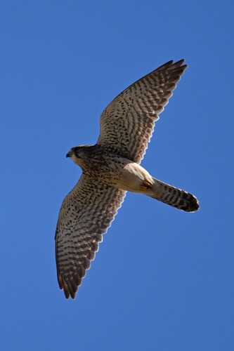 Eurasian Kestrel